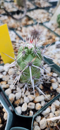 Echinocereus brandegeei