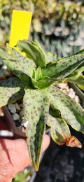 Ledebouria revoluta