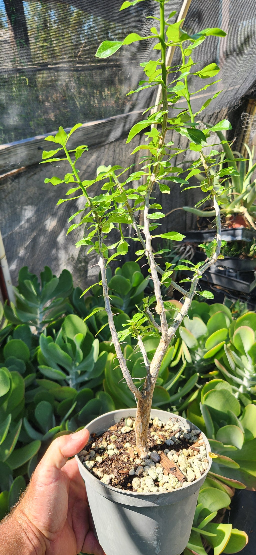 Fouquieria formosa