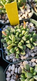 Stomatium mustelinum
