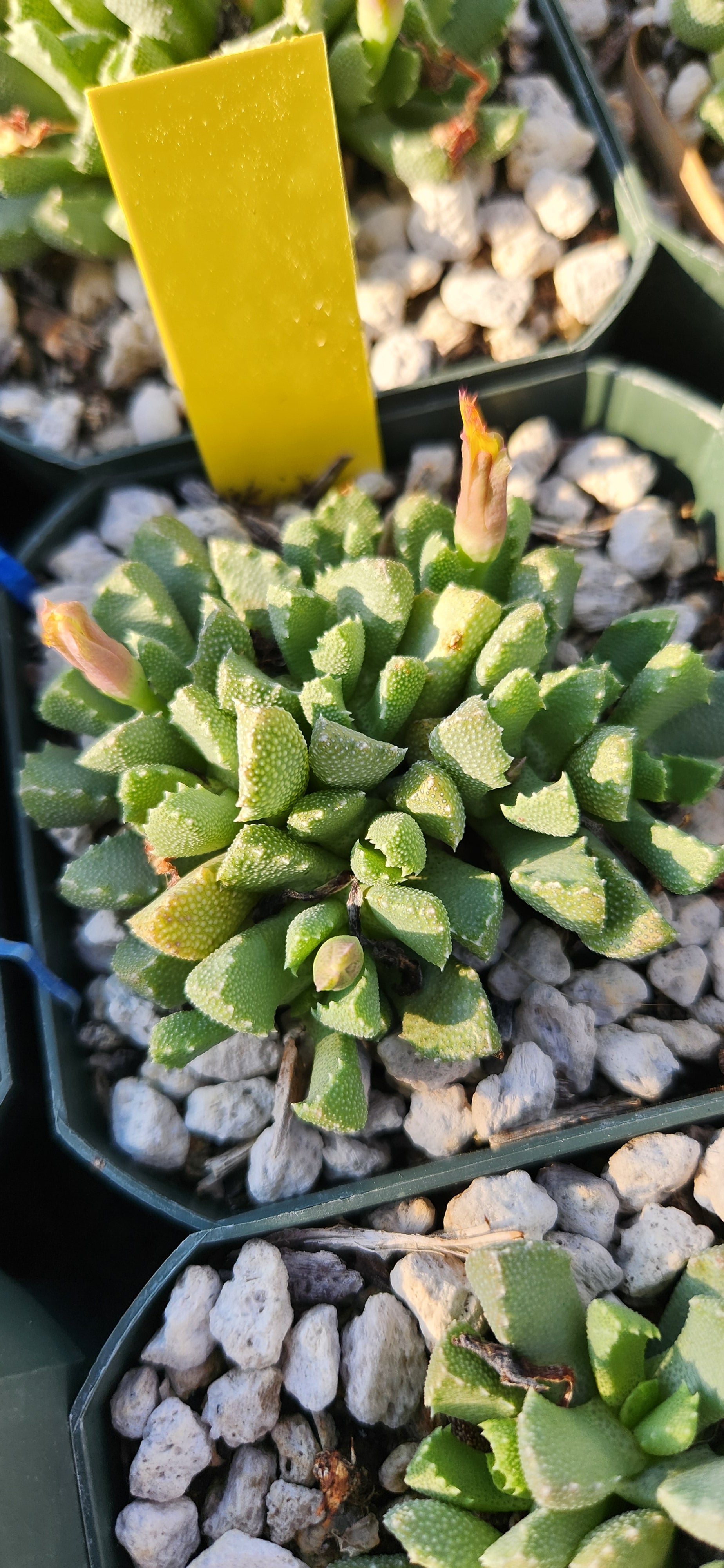 Stomatium mustelinum