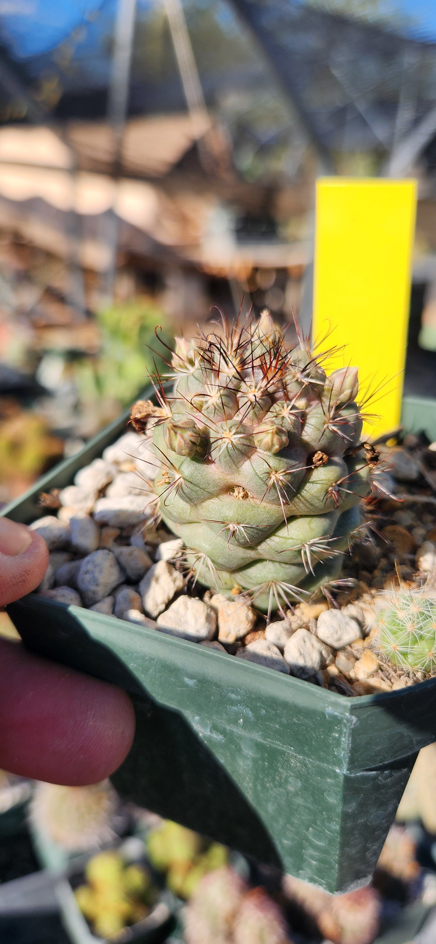 Mammillaria schumannii globosa