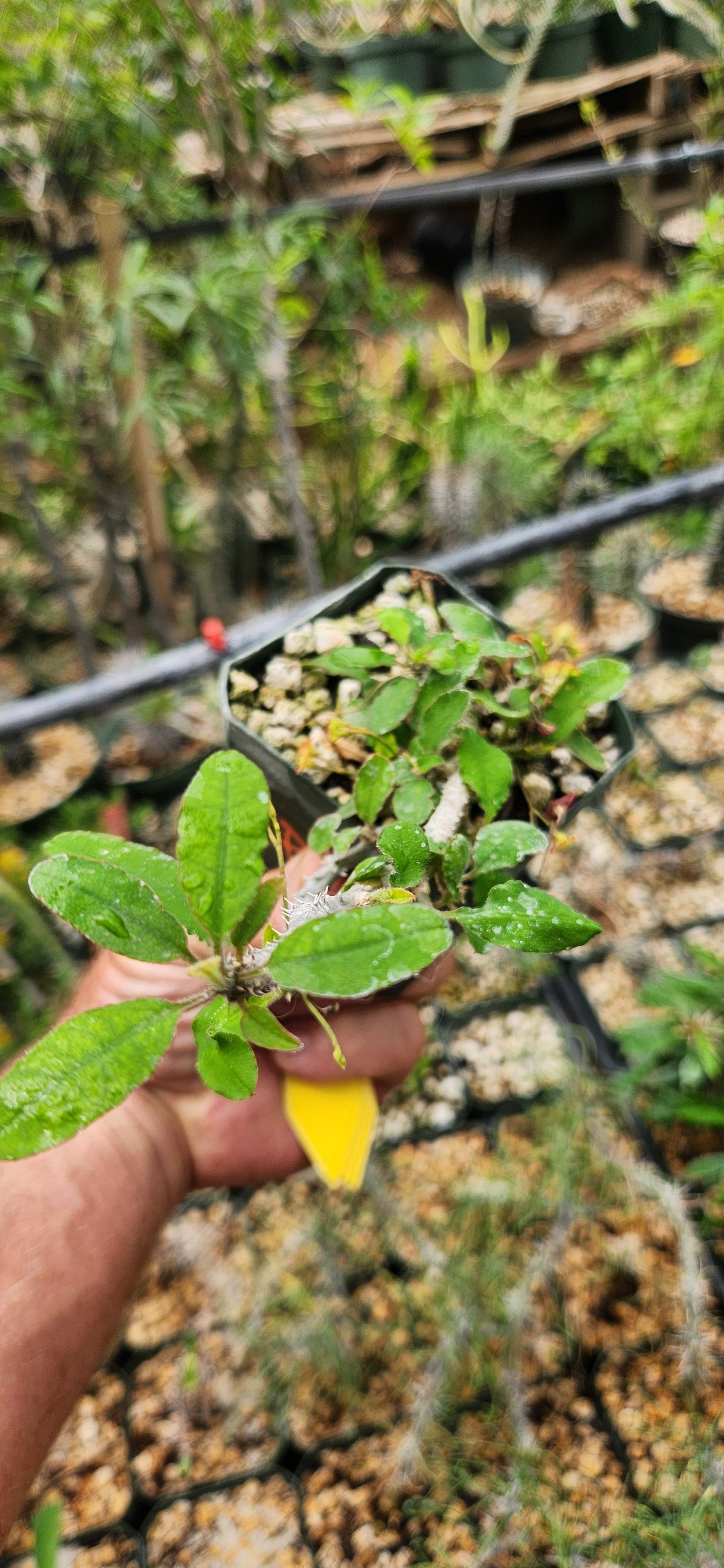 Euphorbia razafindratsirae