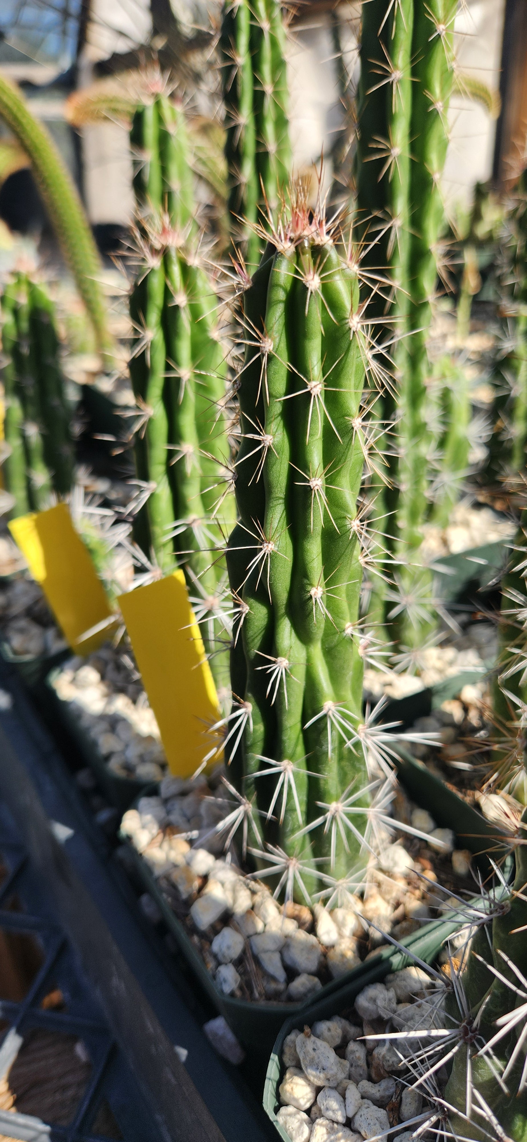 Stenocereus alamosensis