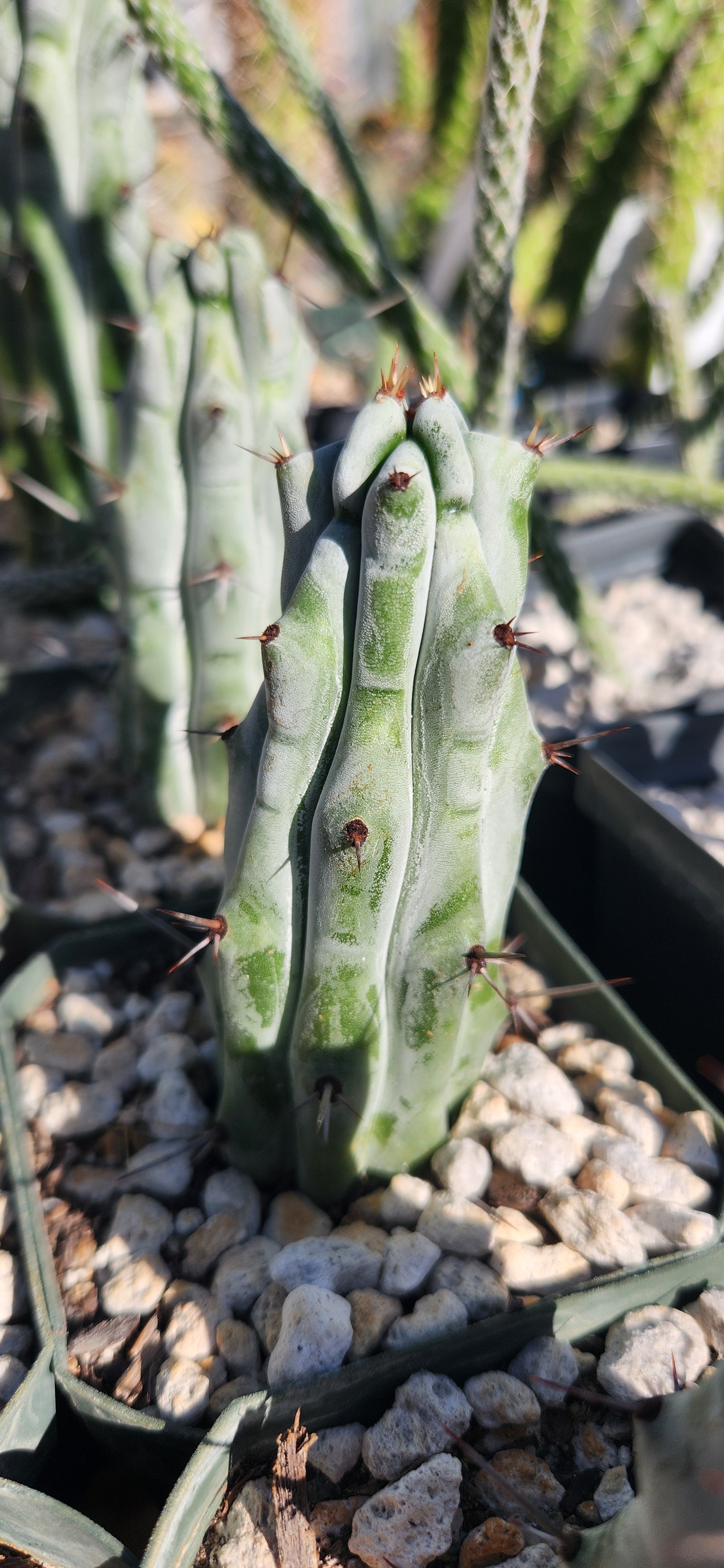 Stenocereus beneckii spiny