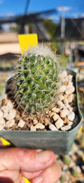 Mammillaria gerreronis
