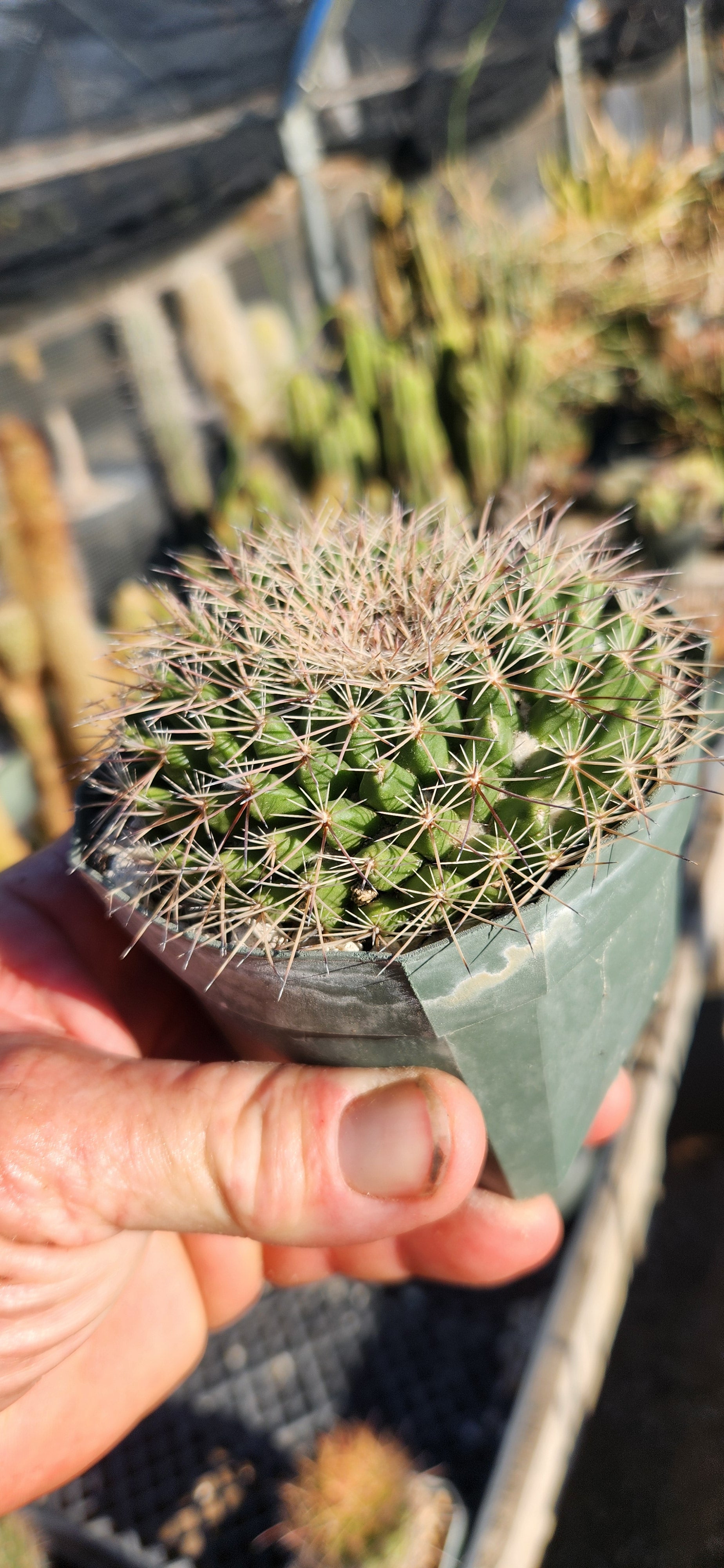 Mammillaria macdougalii
