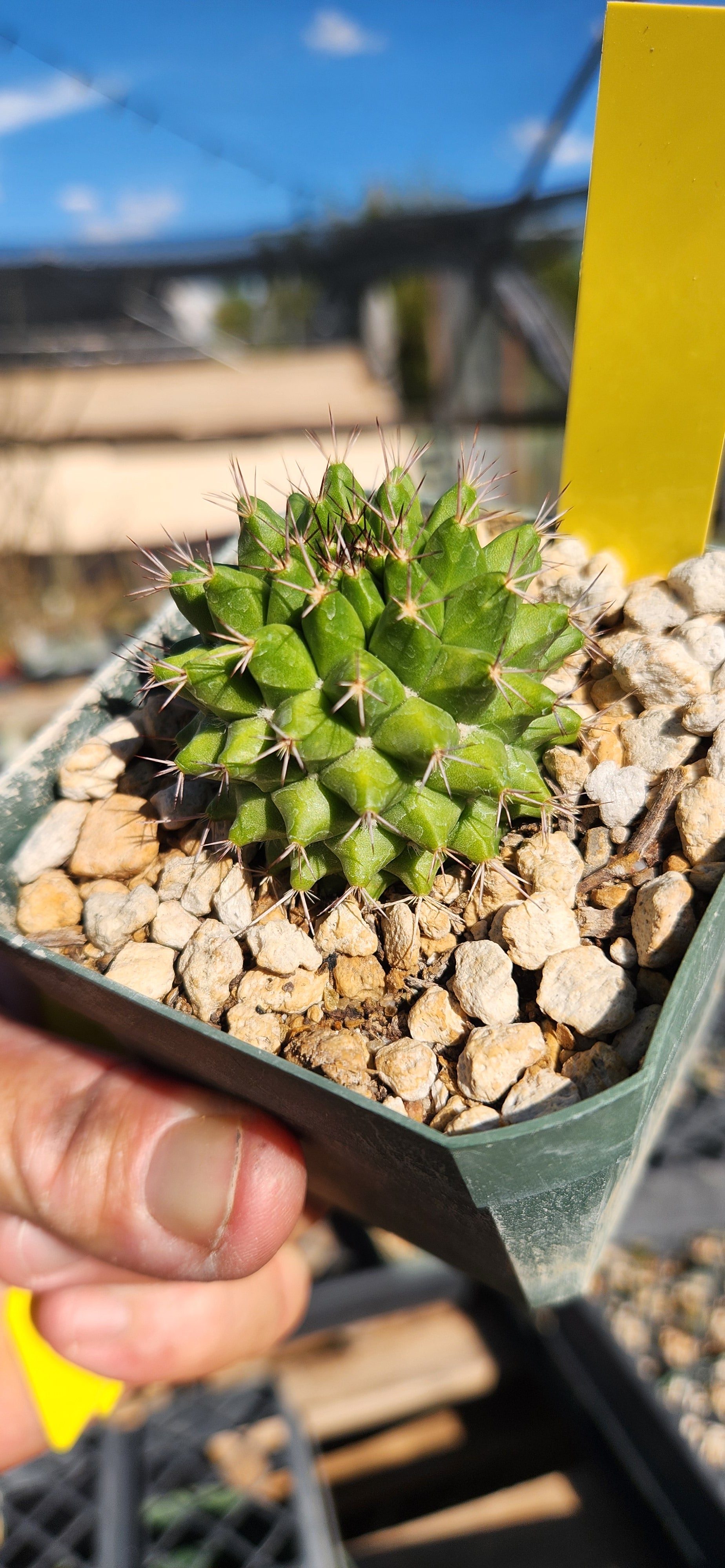 Mammillaria sartori