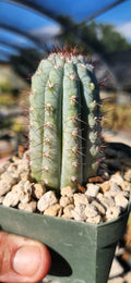 Cipocereus bradei