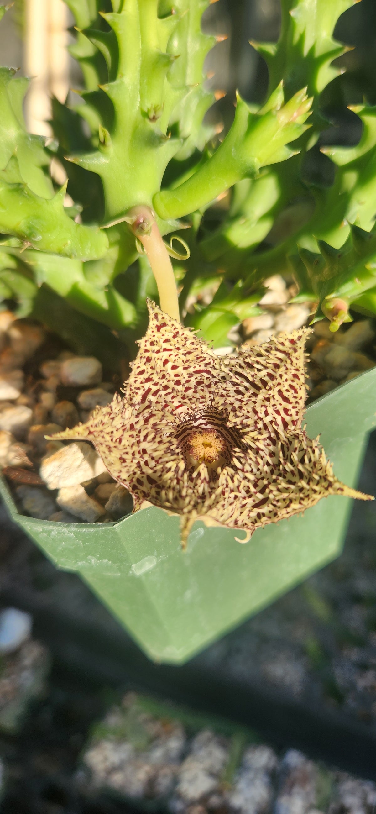 Huernia hystrix