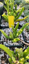 Cheiridopsis uniondalensis