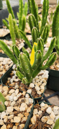Stapelia leendretzii