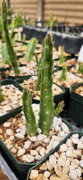 Stapelia asteria