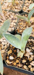 Agave guadalajarana