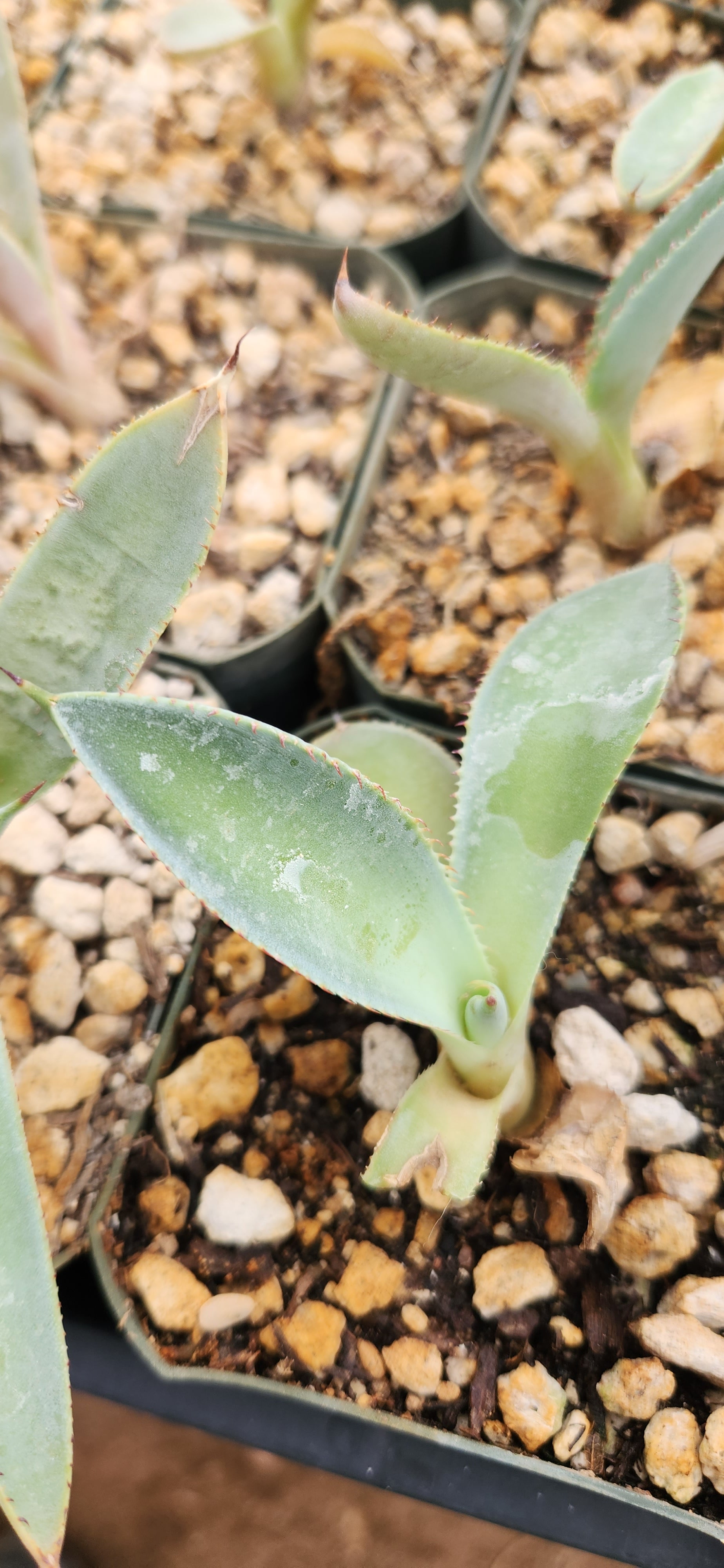 Agave guadalajarana