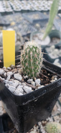 Thelocactus hastifer