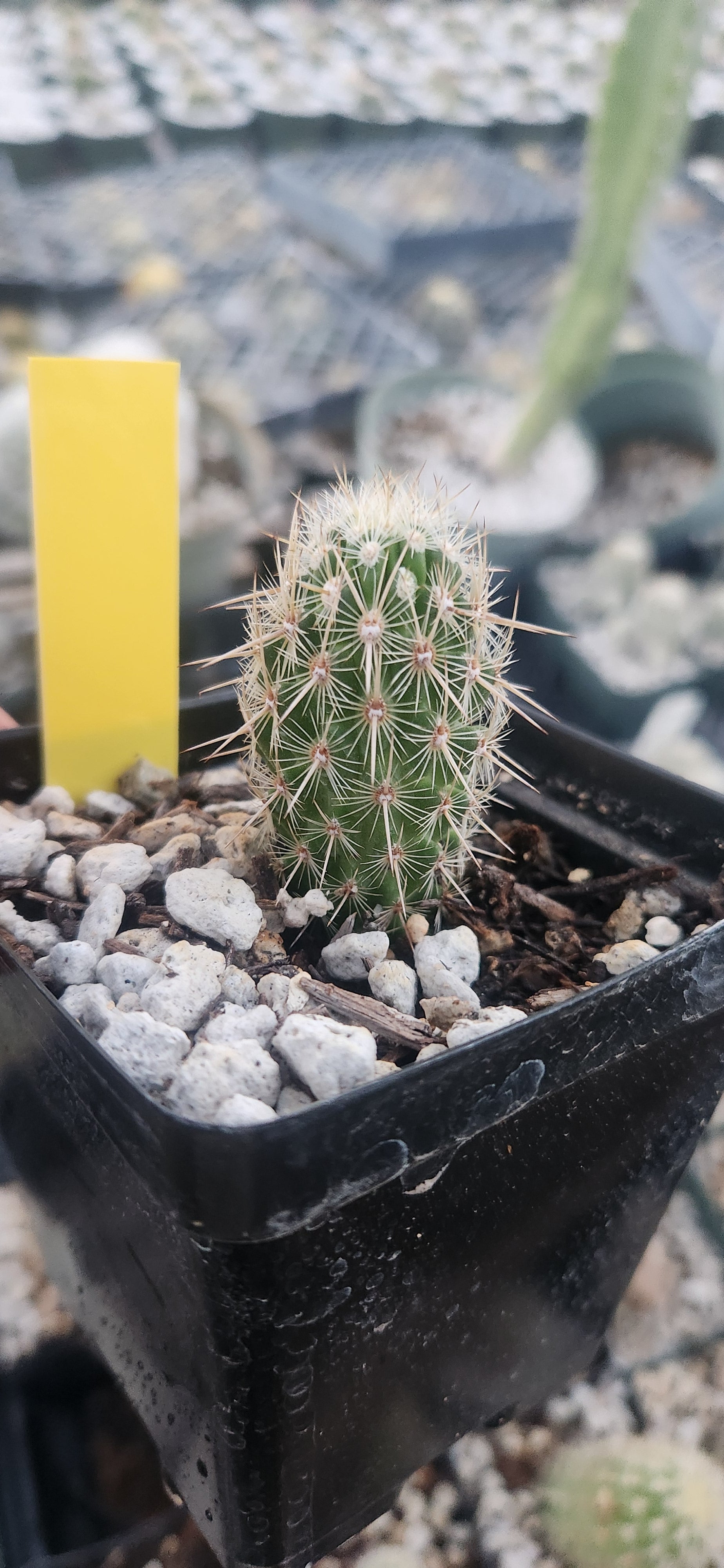 Thelocactus hastifer