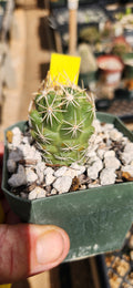 Thelocactus leucacanthus