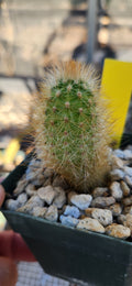 Haageocereus pseudomelanostele chryseus