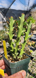 Euphorbia hamata
