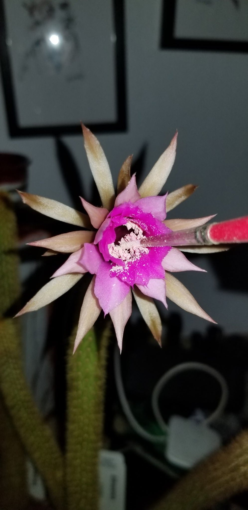Arthrocereus rondonianus