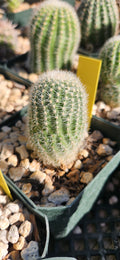Lobivia aurea