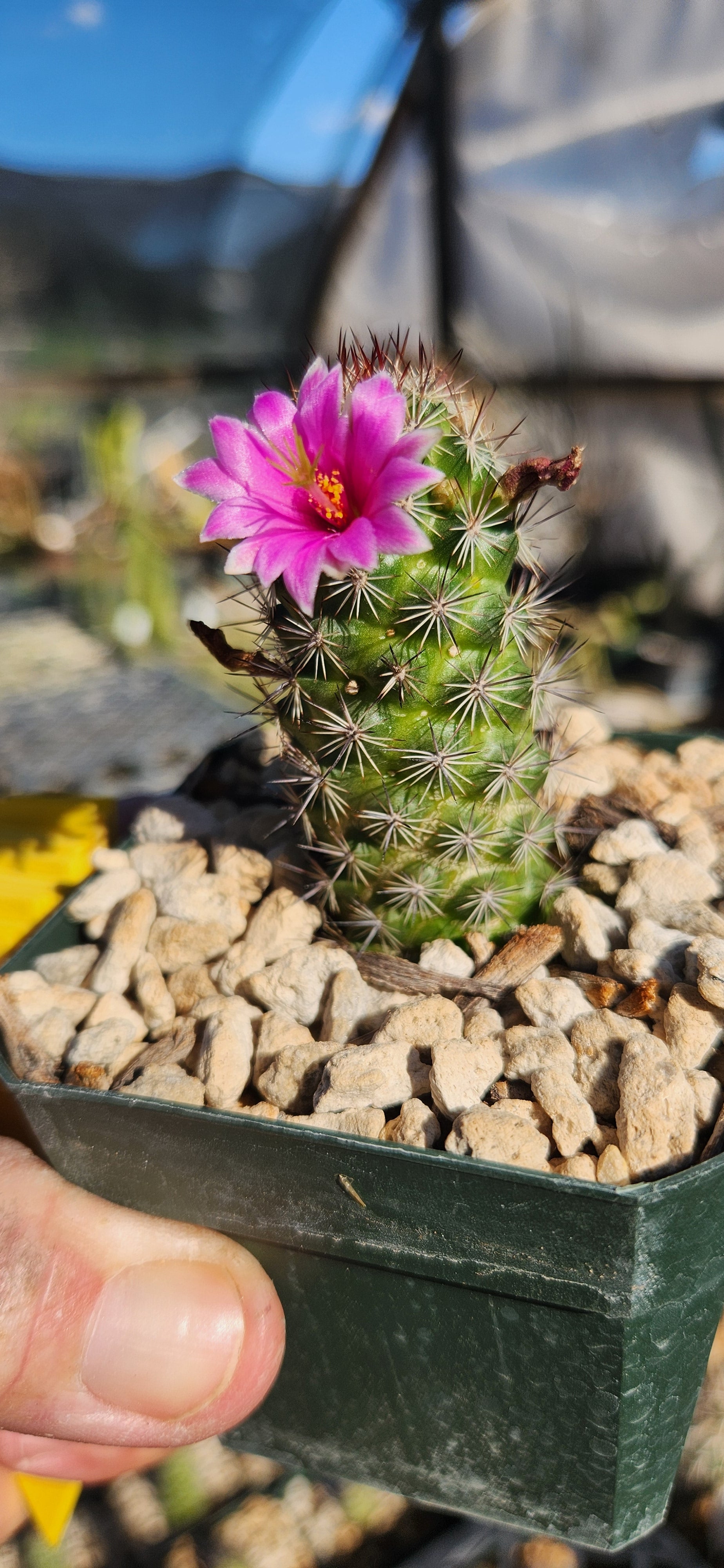 Mammillaria littoralis