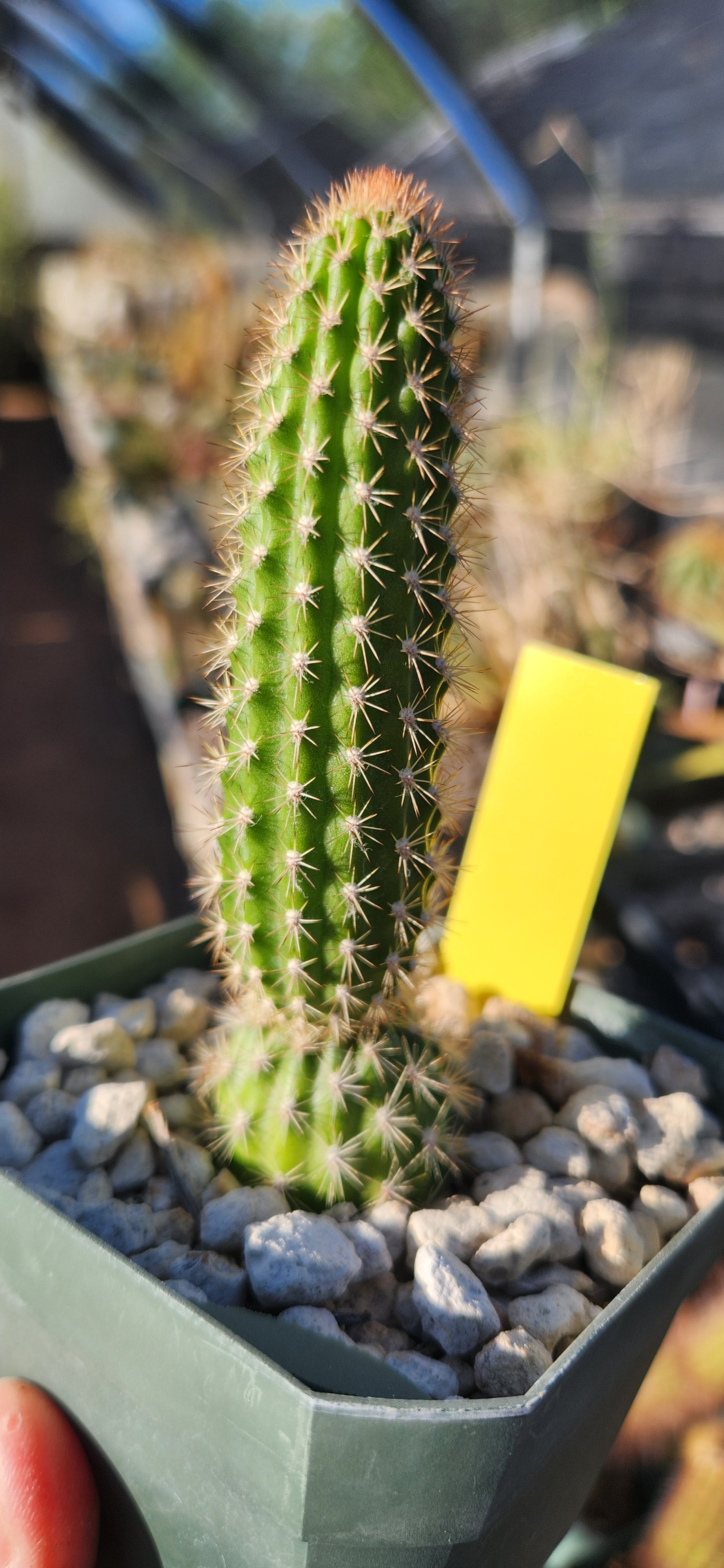 Arrojadoa horstiana