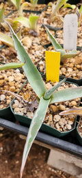 Agave ovatifolia