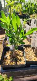 Fouquieria campanulata