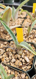 Agave xylonacantha