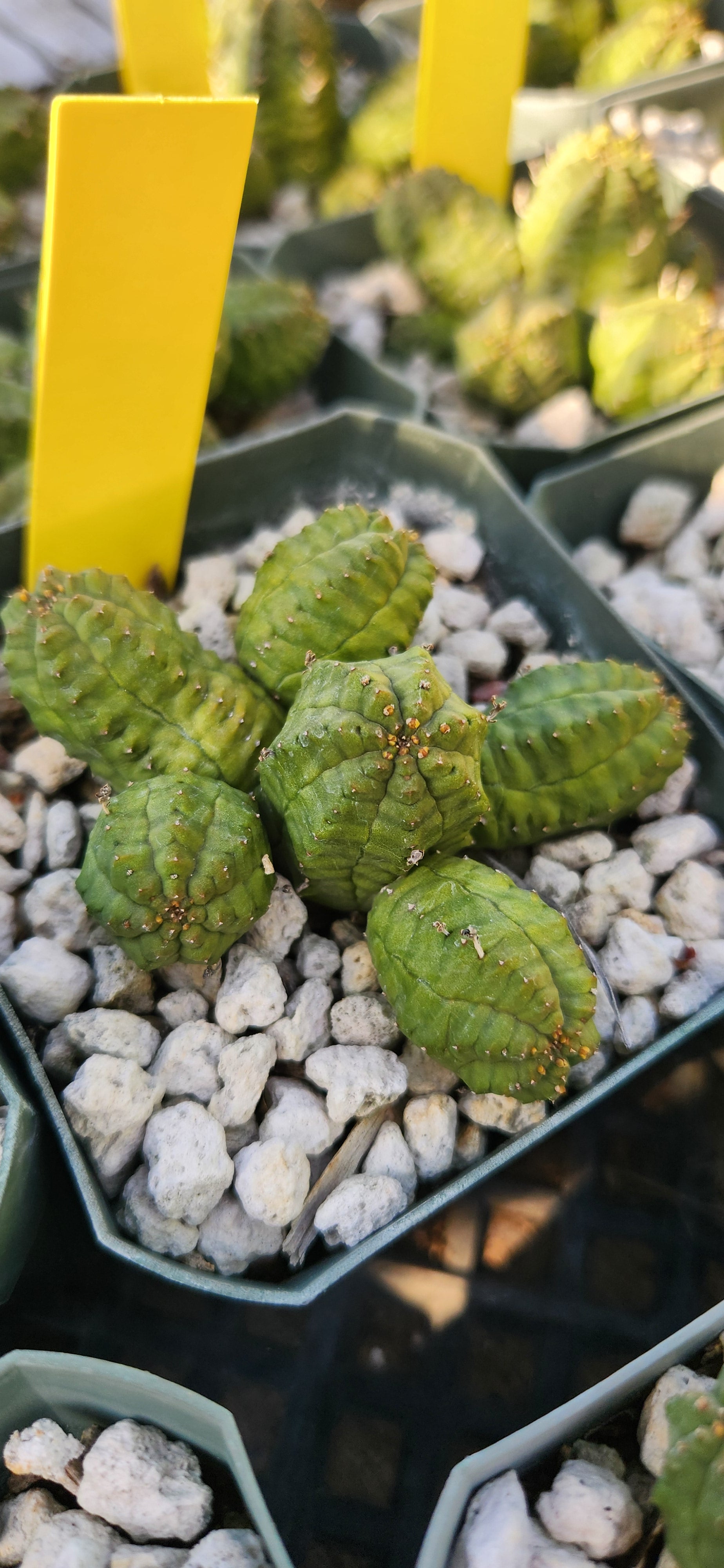 Euphorbia pseudoglobosa