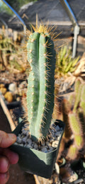 Pilosocereus azureus