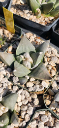 Ariocarpus retusus