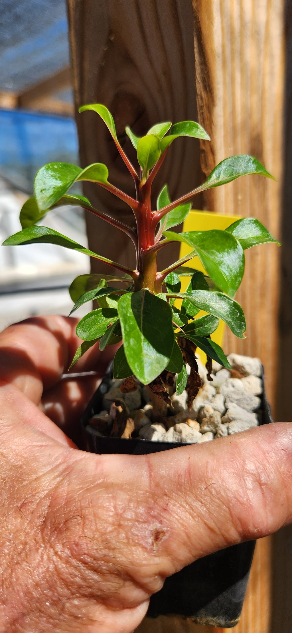 Fouquieria formosa