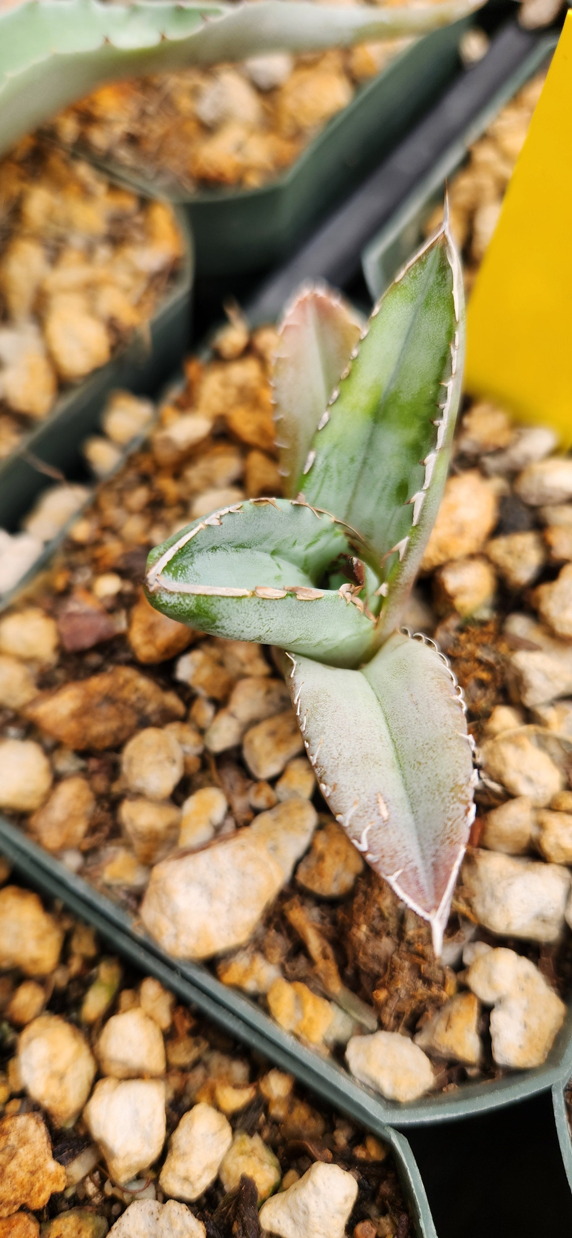 Agave titanota