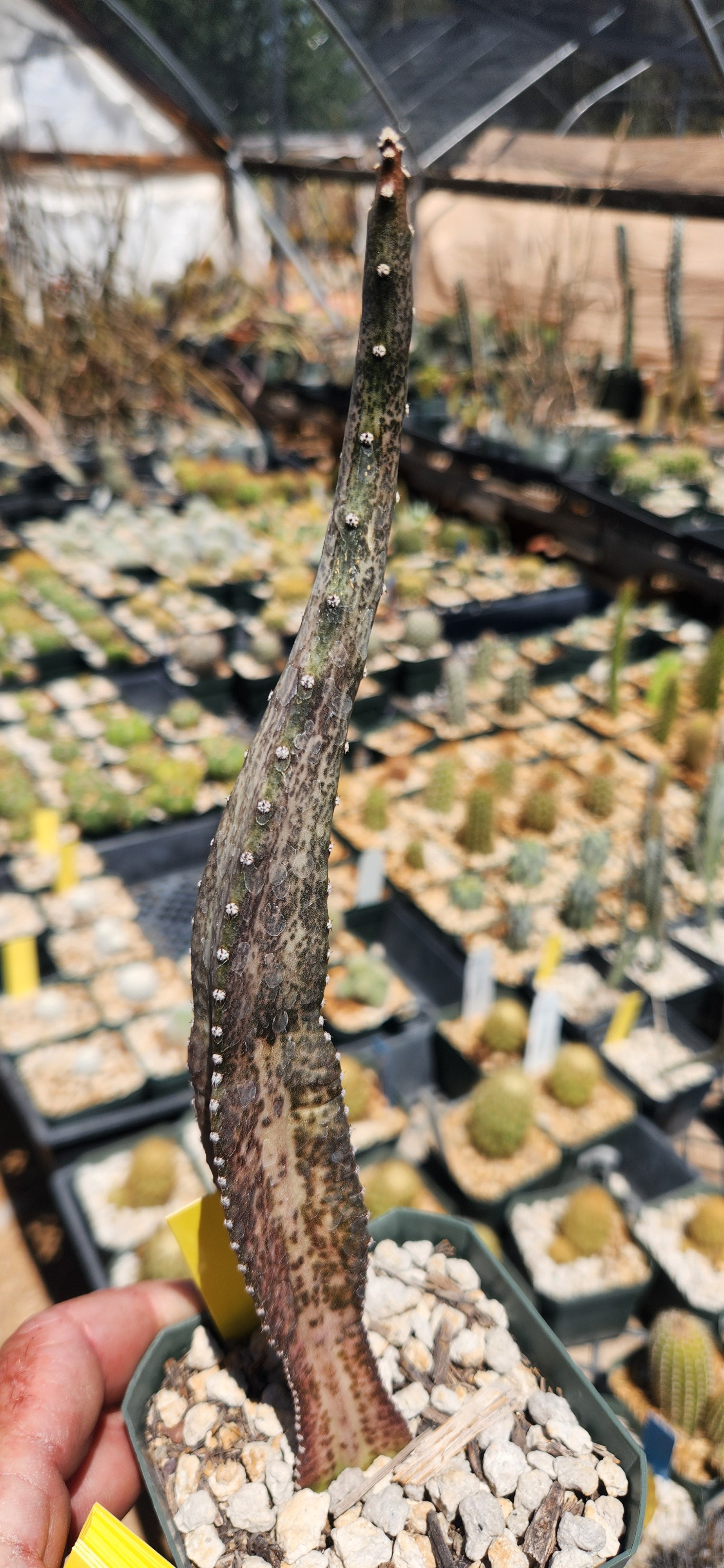 Peniocereus tepalcatapecanus