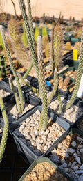 Peniocereus lazaro-cardenasii