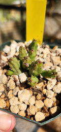Huernia hystrix parvula