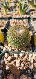 Mammillaria huitzilopotchli