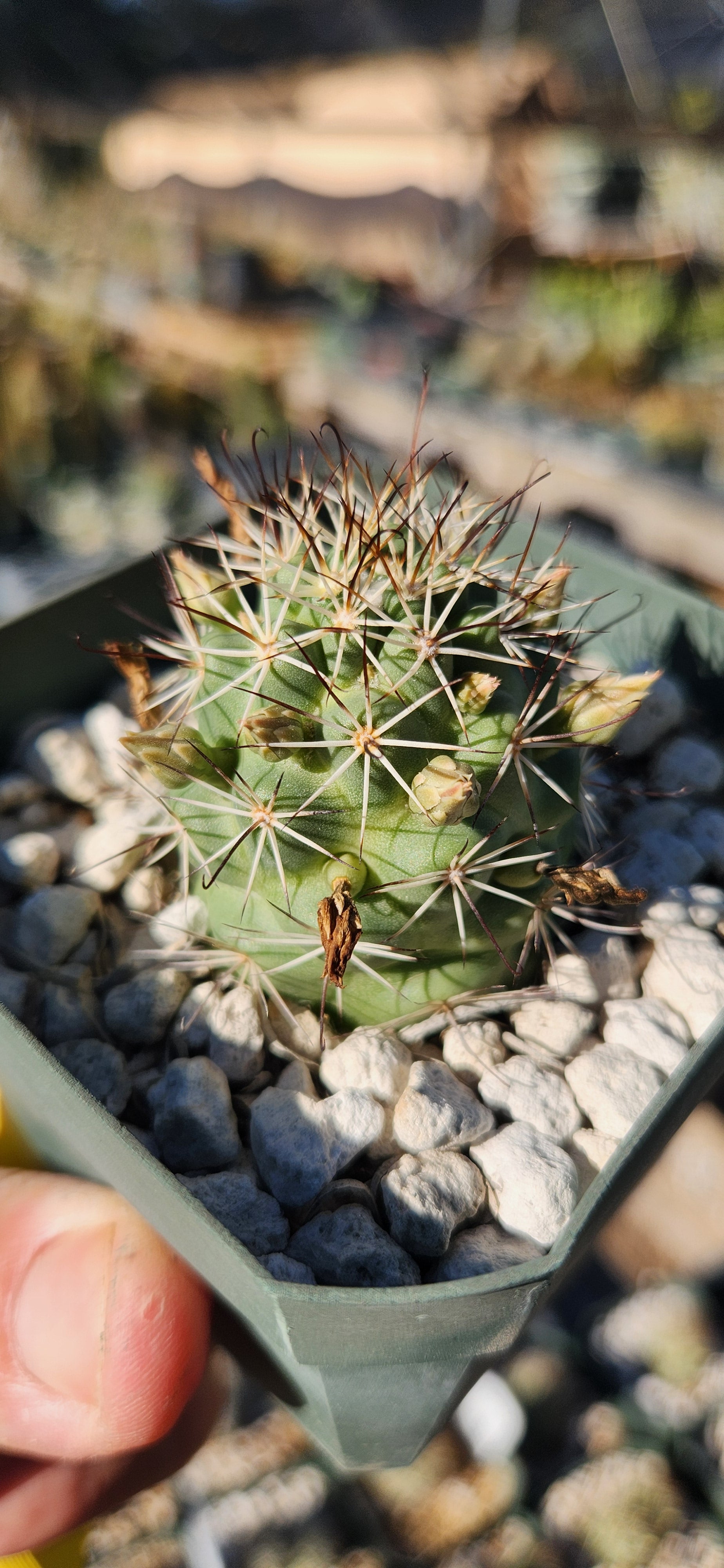 Mammillaria schumannii