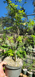 Fouquieria leonilae