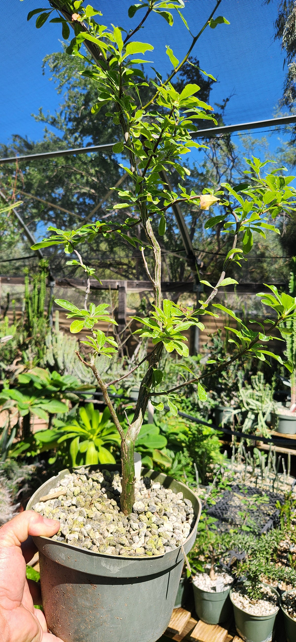 Fouquieria leonilae