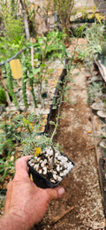Bursera microphylla