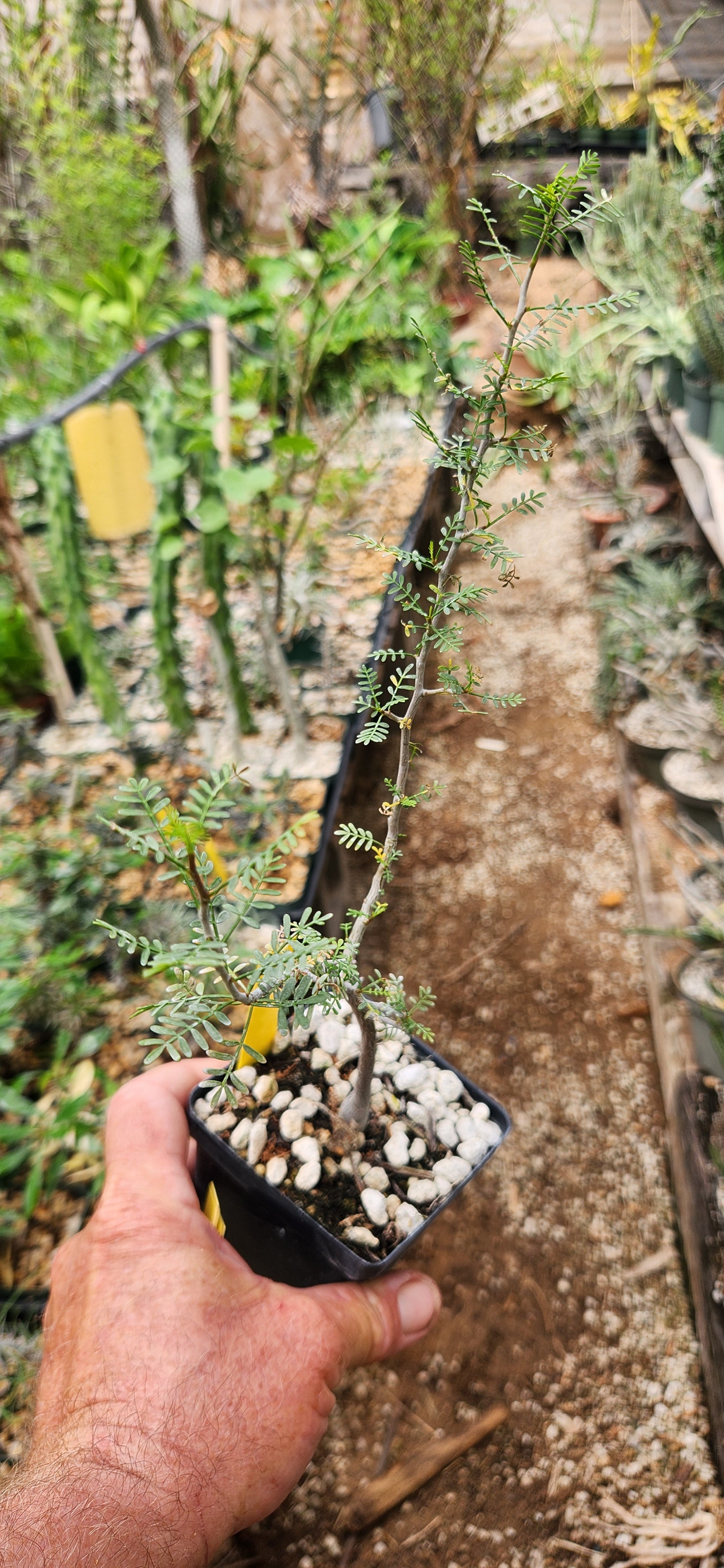 Bursera microphylla