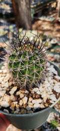 Echinopsis melanopotamicum