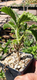 Cyphostemma lanigerum
