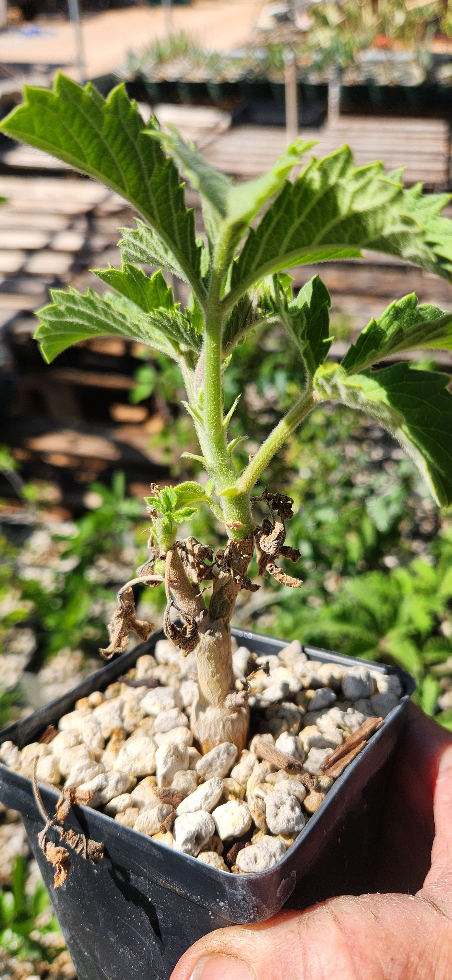 Cyphostemma lanigerum