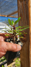 Fouquieria ochoterenae