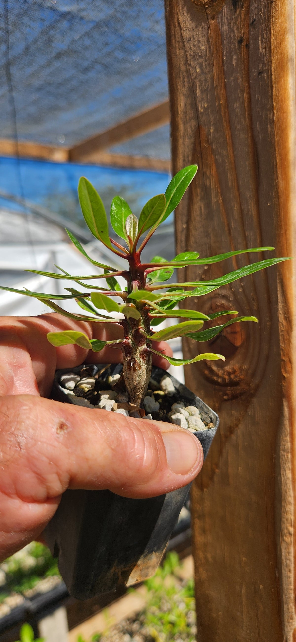 Fouquieria ochoterenae